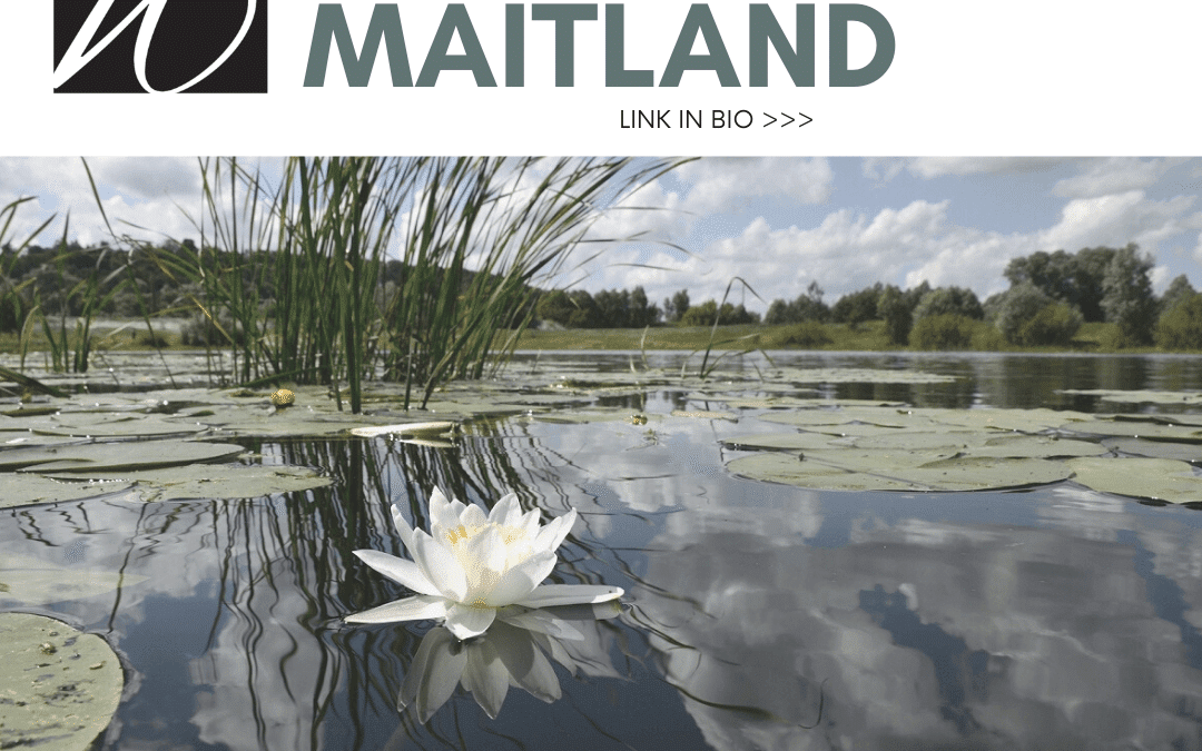 Maitland Community Spotlight