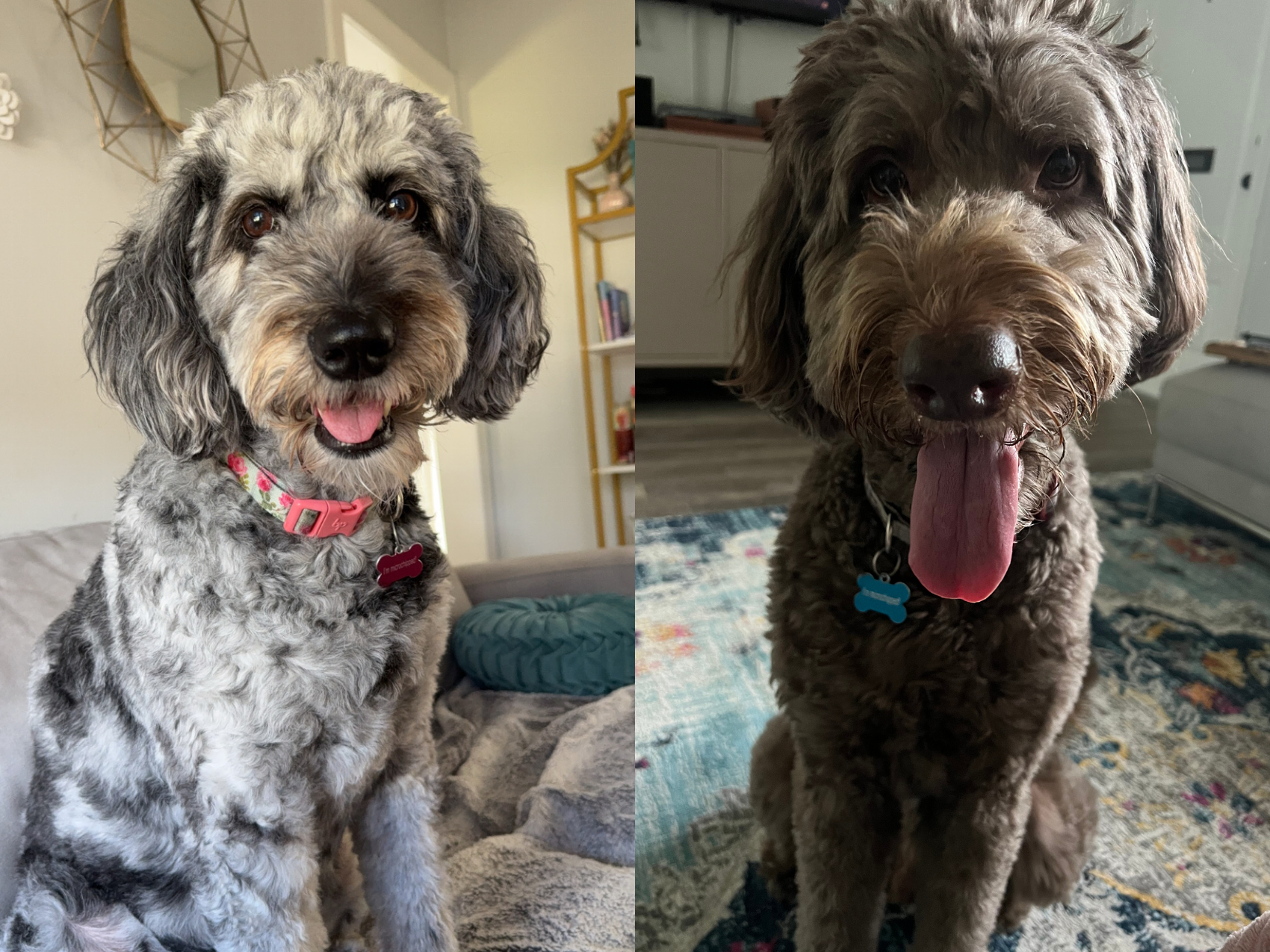Jennifer Rigsby's Two Dogs Jennifer Rigsby's Two Dogs: Blueberry and Huckleberry with their tongues out