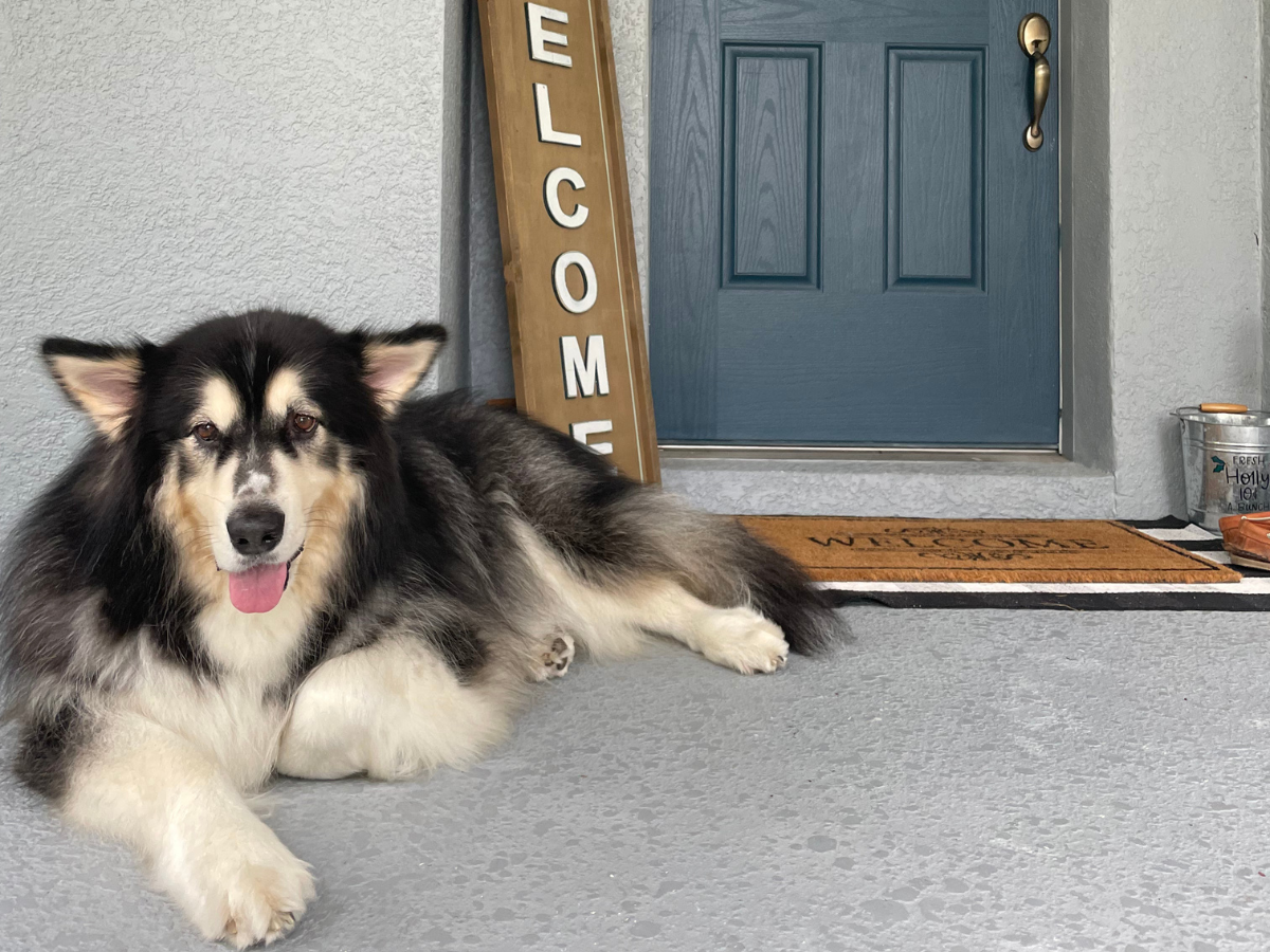 alvin abud's dog in front of door with welcome sign