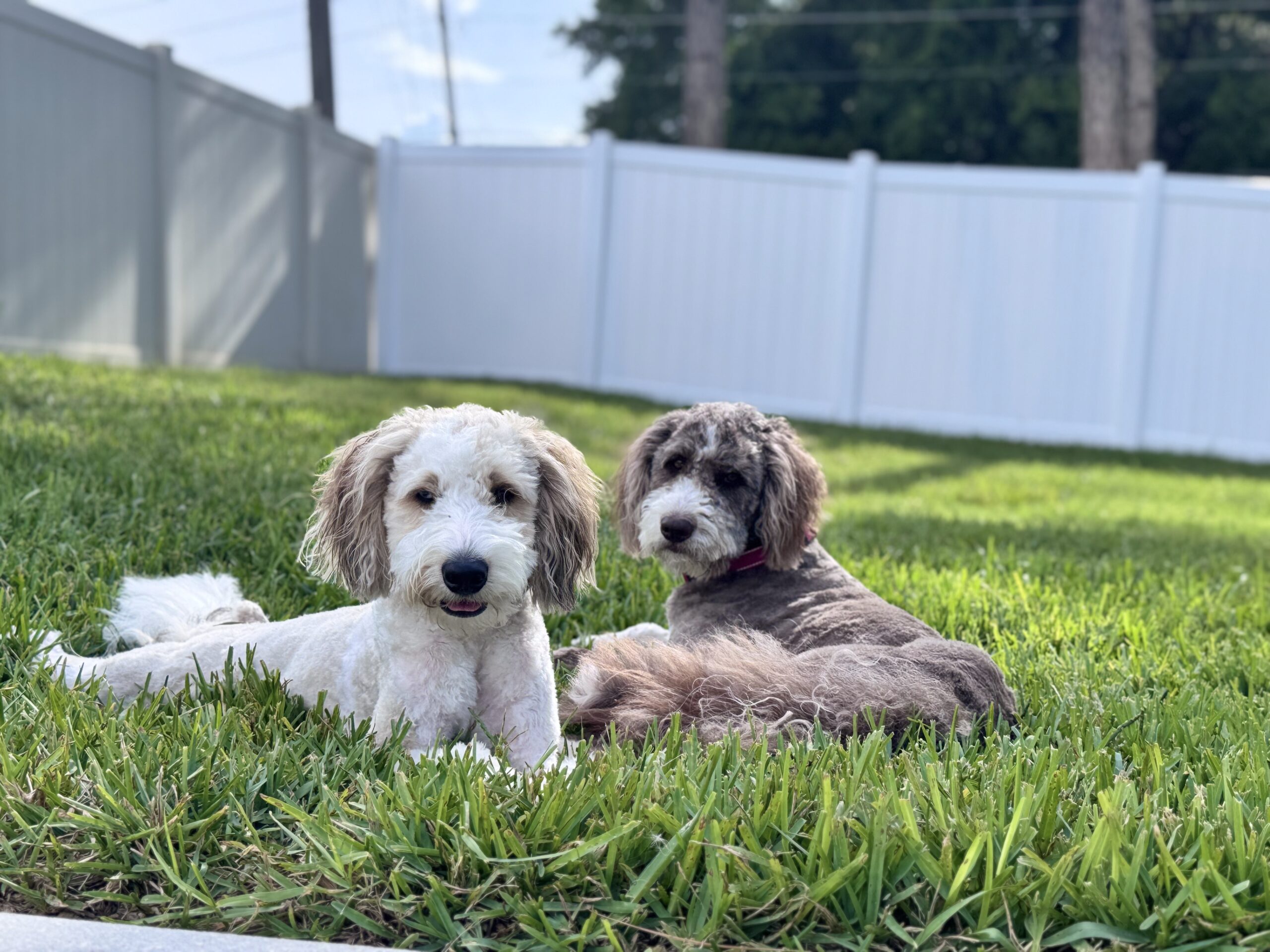 Jessica Remillard's Two Dogs in Lawn Jessica Remillard's Two Dogs in Lawn